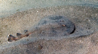 Electric Ray